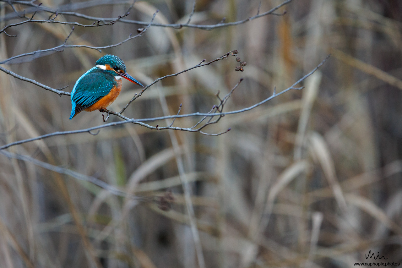 Eisvogel