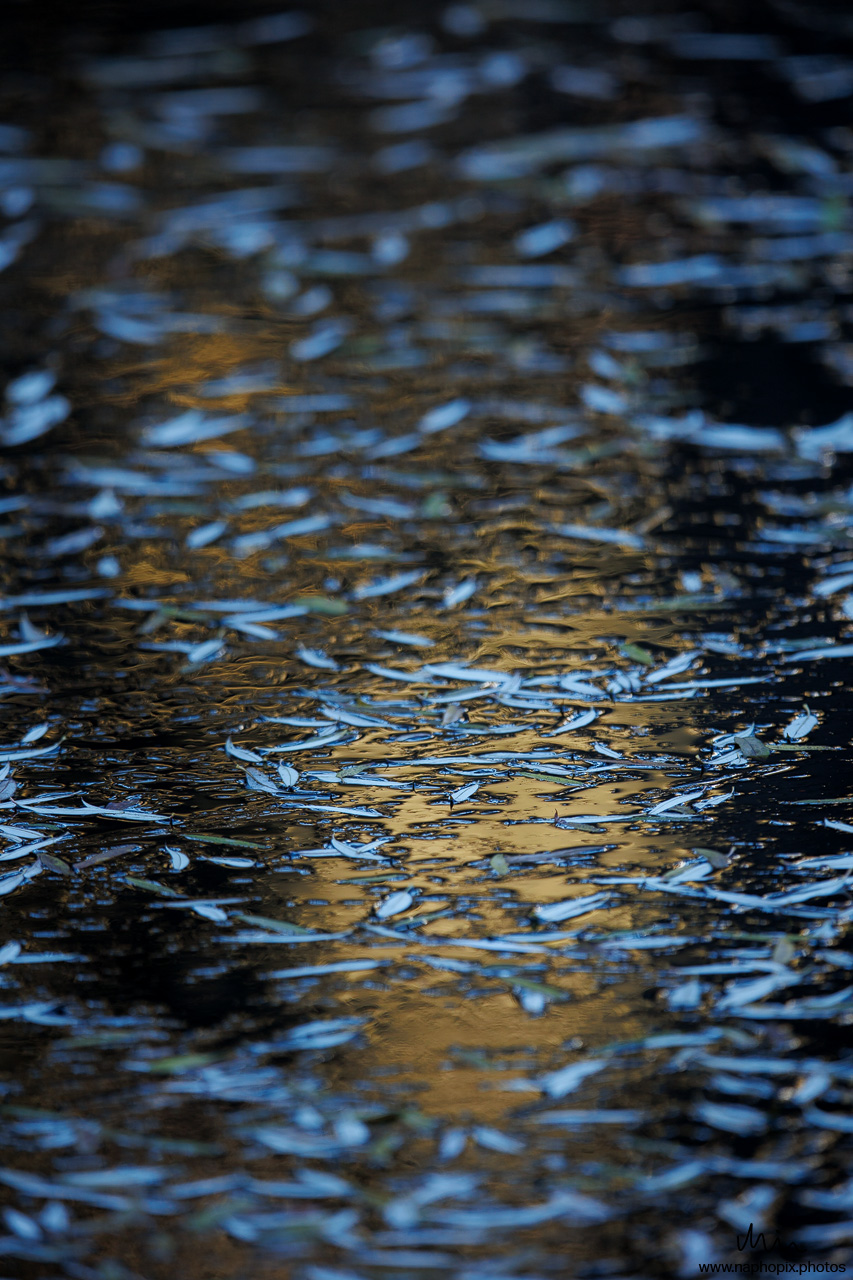 Spiegelungen im Wasser