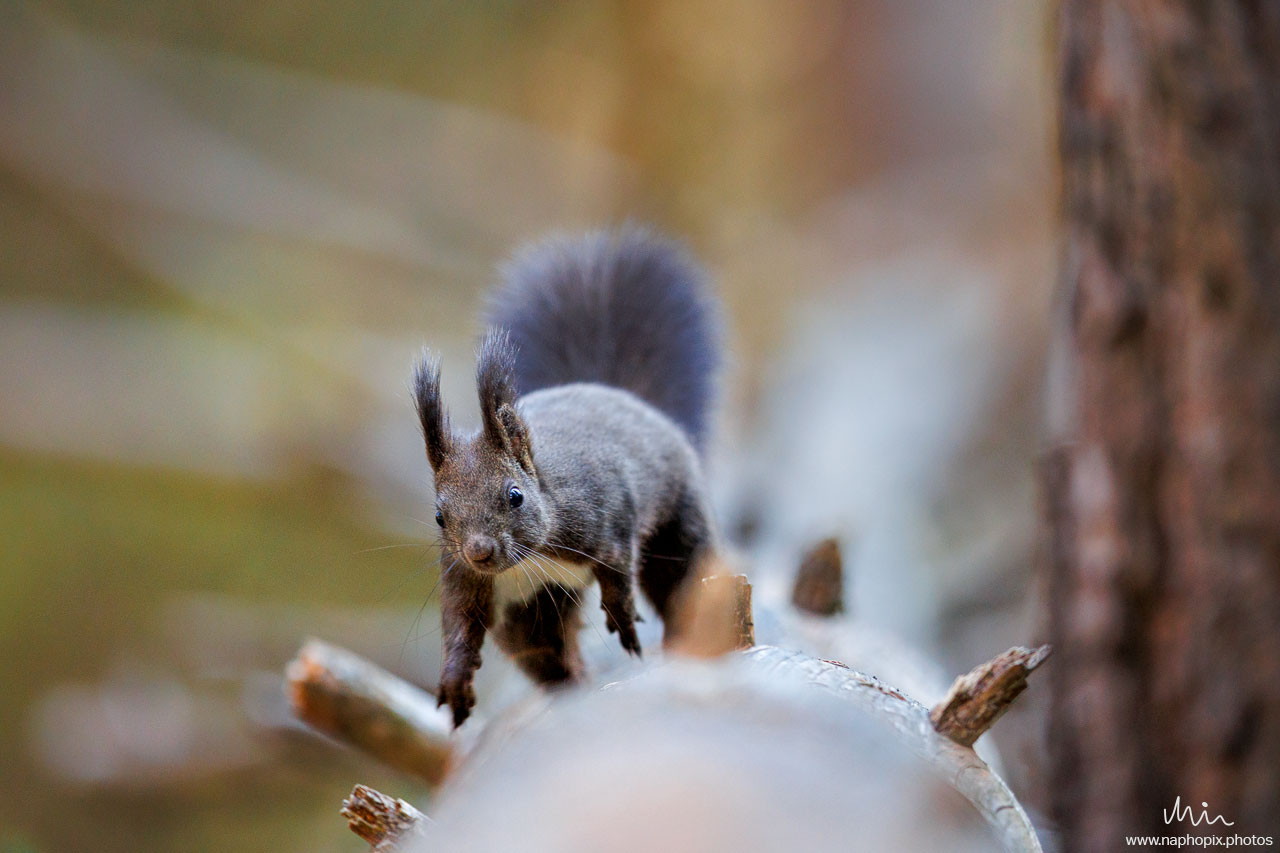 Eichhörnchen