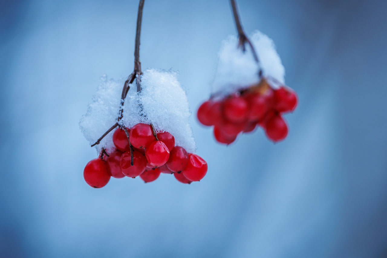 Beeren im Winter