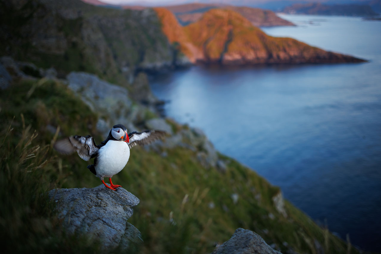 Puffins, Papageientaucher