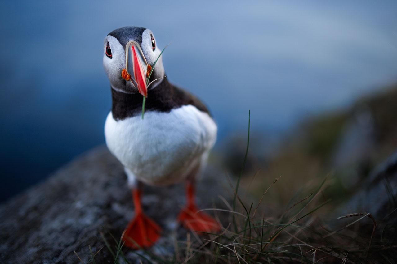 Puffin