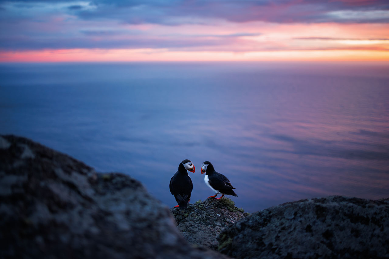 Puffins, Papageientaucher
